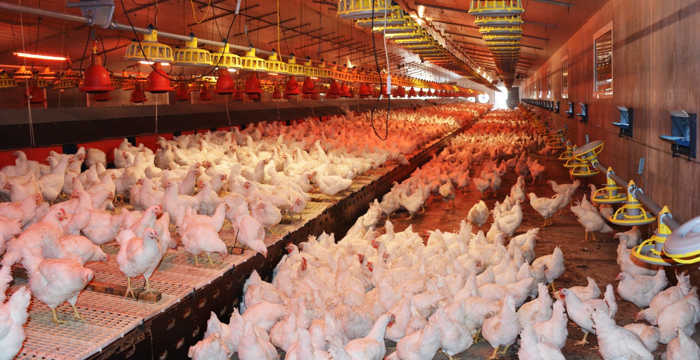 Severin Grote - Geflügelhaltung in Rhede