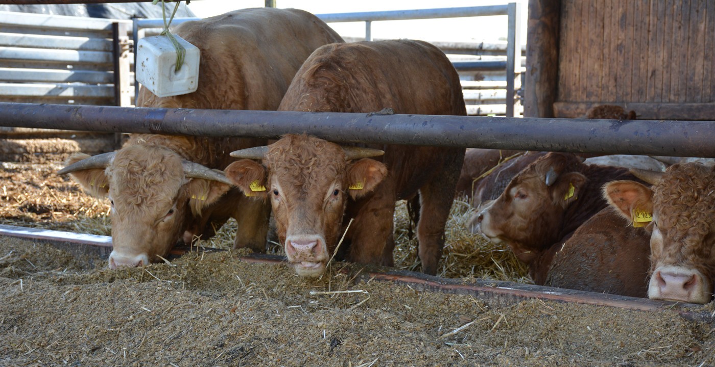 Landwirtschaft / Bullenmast